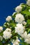 White Mock Orange Philadelphus Flowers Against Blue Sky