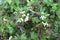 White modest flowers bloom on a bush in the spring garden