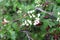 White modest flowers bloom on a bush in the spring garden