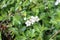 White modest flowers bloom on a bush in the spring garden