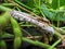 White mold or sclerotium stem rot (Sclerotinia sclerotiorum) and some sclerotia on soybean stem.