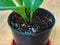 White mold on soil with seedlings in a flower pot on wood table.