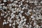 White Mollusk shells on a sandy beach in New Brunswick