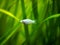 White molly fish Poecilia sphenops isolated in a fish tank with blurred background