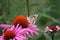 White Monarch on a Coneflower 2019