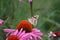 White Monarch on a Coneflower 2019 I