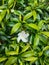 White Mondokaki flower