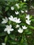 white mondokaki flower ornamental plantï¿¼