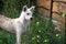 White mongrel dog on the street near plants with yellow flowers