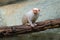 White monkey Silvery marmosets, Callithrix argentata sitting on the tree branch in the habitat. Rare monkey from Brazil, wildlife