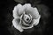 White monochrome rose on dark background