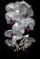 White moon orchid in the dark