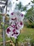 White moon orchid flower with red blotches. The scientific name is Doritaenopsis