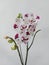 White moon orchid flower with red blotches. The scientific name is Doritaenopsis