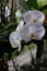 The white moon orchid flowers