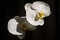 White Moon Orchids - Phalaenopsis Amabilis