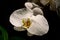 White Moon Orchids - Phalaenopsis Amabilis