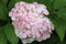 White mophead Hydrangea flowers in close up