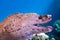 White moray eel