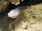 White moray eel macro