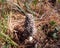 White Morel Mushroom