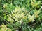 White Moringa Bouquet on the tree. Moringa is a medicinal plant.