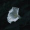 White morning glory flower on a dark background of green leaves. Mystical mood