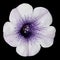 White Morning Glory Flower with Purple Center