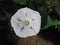 WHITE MORNING GLORY FLOWER WITH PURPLE FLECKS