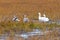 White-morph snow geese couple and two juveniles foraging in muddy grasses