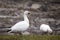 White-morph snow goose standing proudly with muddy beak next to other bird