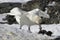 White morph of the southern giant petrel who eats Adelie penguin