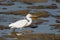 A white morph Western Reef Egret