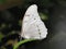 White Morpho butterfly wings closed