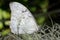 White morpho, morpho polyphemus