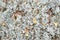 White Moss or Arctic Lichen or Reindeer or Cladonia Stellaris