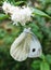 White moth