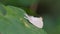 White moth on green leaf in tropical rain forest.