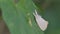 White moth on green leaf in tropical rain forest.