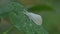 White moth on green leaf in tropical rain forest.