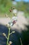 White Moth Mullen Flower Verbascum Blattaria closeup masthead text area vertical