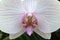 White Moth orchid flower of Phalaenopsis family with pink veins on petals.