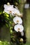 White moth orchid flowers, or Phalaenopsis hybride in a garden