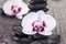 White Moth orchids and black stones on weathered deck