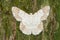 White moth on pine tree background