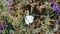 White Moth Sitting On Green Leaf With Wind Blowing