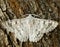 White moth with wings spread on tree bark macro