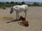 White mother horse and brown baby foal