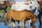 White mother horse and foal drinking water