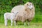 White mother sheep with newborn lamb